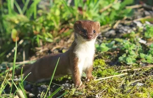 Qué hacemos Fauna páramo