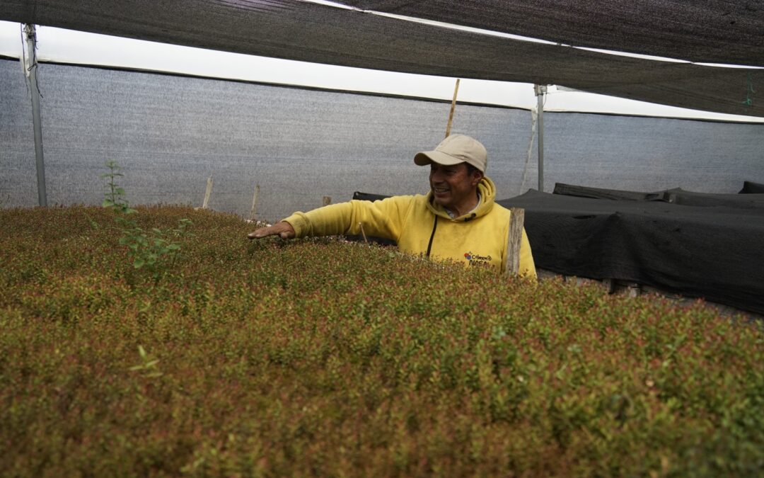 Plantas nativas para recuperación de ecosistemas