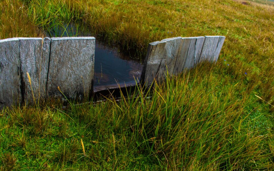 Restaurando las Turberas Altoandinas para Enfrentar el Cambio Climático